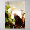 Suche nach schweinefleisch poster Haustier