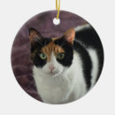 Recherche de chat de calicot Animaux familiers