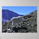 Suche nach mountain goat poster Bergziege
