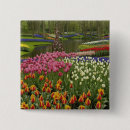 Suche nach hyazinthen buttons Tulpe