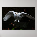 Recherche de hibou noir et blanc posters Oiseau