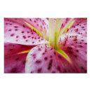 Recherche de stargazer lily posters Lièvre