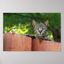 Suche nach serval poster Kätzchen