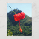 Recherche de hibiscus cartes postales Hawaïen