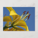 Suche nach lilien postkarten Blumig