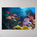 Suche nach coral reef poster Riff