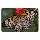 Recherche de cerf volant magnets Insecte
