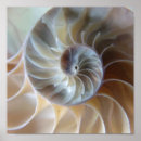 Suche nach nautilus poster Strand