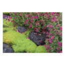 Recherche de ruisseau art Mousse