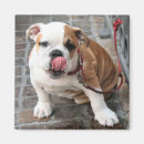 Suche nach hündchen magnete Hund