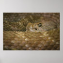 Suche nach klapperschlange poster Schlangen