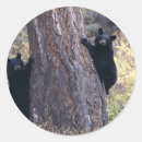 Suche nach wilder bär aufkleber Im freien