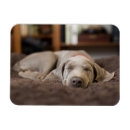 Suche nach weimaraner magnete Welpe
