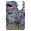 Recherche de poulets magnets Ferme