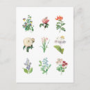 Recherche de illustrations botaniques cartes postales Fleurs