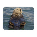 Recherche de loutres magnets Alaska