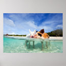 Recherche de exuma posters Porc