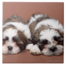 Recherche de tête animale carreaux Horizontal