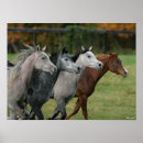 Suche nach arabisches pferd poster Tier