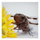 Recherche de le face posters Nature
