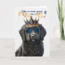 Suche nach labradoodles karten Hunde