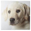 Recherche de blondes photographie Animal