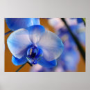 Suche nach blaue orchidee poster Weiß