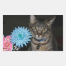 Recherche de yeux verts autocollants Chat