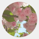 Suche nach kirschbäume aufkleber Blume