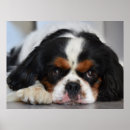 Suche nach cavalier king charles spaniel poster Niedlich
