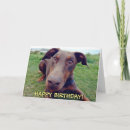 Suche nach doberman karten Foto