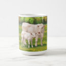 Recherche de boeuf tasses Élevage