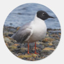 Suche nach möwen aufkleber Rot