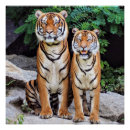 Recherche de tigres posters Rayures