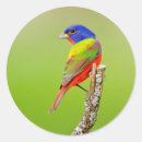Suche nach männchen aufkleber Vogel