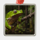 Recherche de ornement de grenouille ornements Forêt tropicale