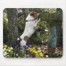 Recherche de jack russell tapis souris Animal