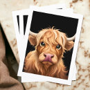 Recherche de haute cartes postales Vache à haute altitude