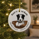Recherche de mémorial de chien Pour tous