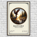 Suche nach weißkopfseeadler poster Vogel