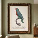 Recherche de perruche verte posters Perroquet