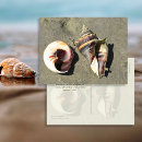 Recherche de coquilles de conque cartes postales Côtier