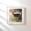 Suche nach wildtier poster Waldland