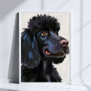 Recherche de caniche noir posters Chiot