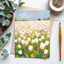 Recherche de tulipe blanche cartes postales Tulipes