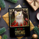 Recherche de minous mignons Pour animaux