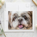 Suche nach shih tzu postkarten Süß
