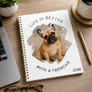 Recherche de de bouledogue français Amoureux des chiens