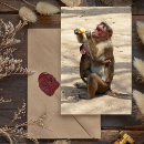 Recherche de petit singe cartes postales Ape