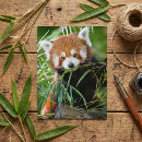 Recherche de roux cartes postales De photographie de faune